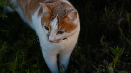 A cat walks in the grass with wildflowers © Евгения Мироненко
