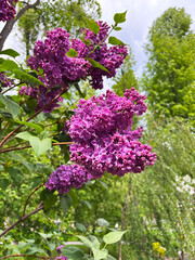 Obraz premium Beautiful lilac flowers, shot with selective focus. Purple lilac flower. Spring bloom. Blooming lilac bush with delicate tiny flowers. Purple lilac flower on the bush. Springtime