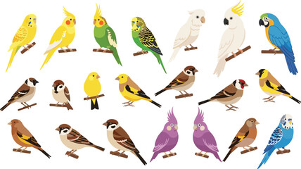 Colorful Bird Collection with Parrot Cockatoo Sparrow Budgerigar and Songbird Species Isolated Flat Vector Illustration Set © Shefali