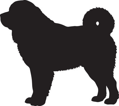 Tibetan Mastiff in silhouette.