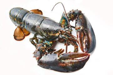 Fresh raw common lobster on a clean background