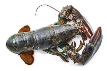 Fresh live lobster displaying claws on white