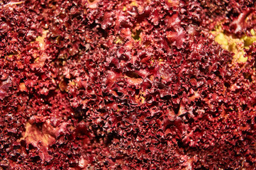 Vibrant close up of red seaweed texture pattern