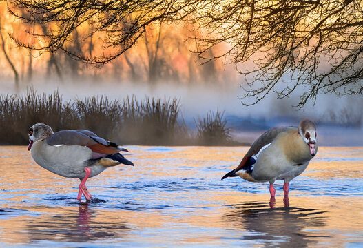 2 Nilg&auml;nse i Melsungen an der Fulda