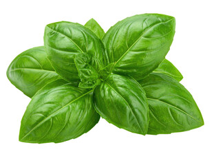 Fototapeta premium A vibrant bunch of fresh green basil leaves, creating a culinary herb