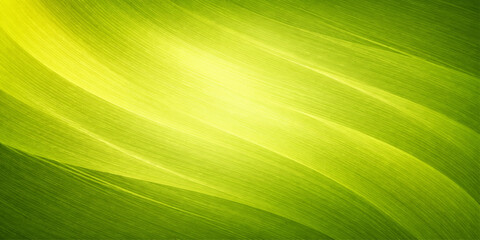 A bright green banana leaf displays a fresh summer foliage texture with a macro pattern of veins and lines in this abstract nature closeup of spring garden flora © alien