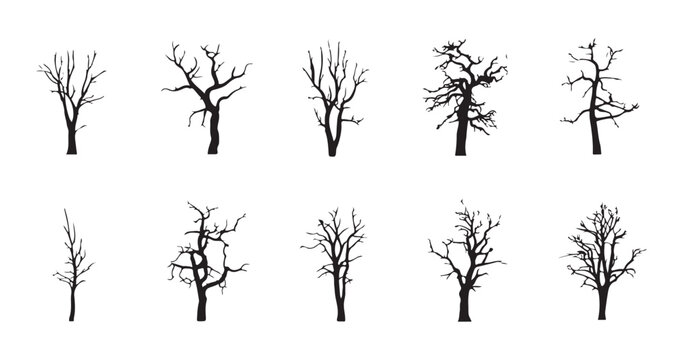 Bare dead trees in silhouette on white background for autumn or winter season