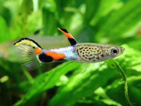 Male Endlers Livebearer (Poecilia Wingei) swimming in aquarium