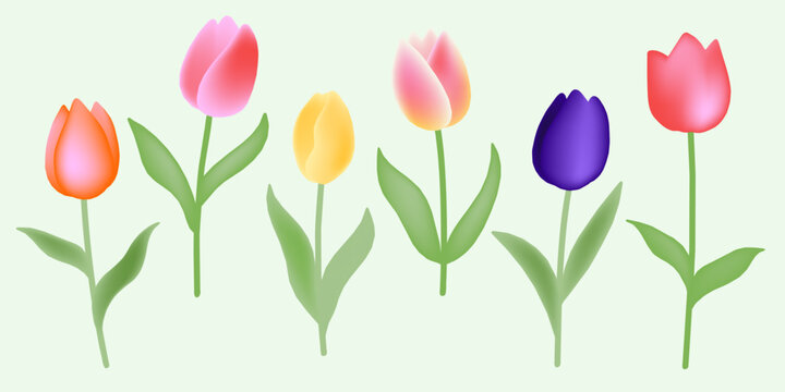 Tulips blooming in Spring Meshed Gradient Colorful Vector Flower Illustration set