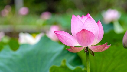 Obraz premium Close-up of a delicate pink lotus flower blooming in a serene pond surrounded by lush green lily pads.