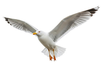 Obraz premium Ultra-realistic photo of a majestic seagull in full flight, transparent plumage and yellow beak, isolated against a transparent studio background with copy space. Concept of natural purity and