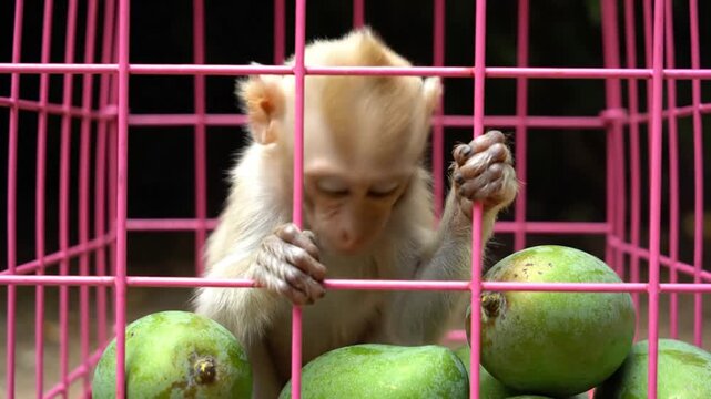 Monkey in pink cage with mangoes.