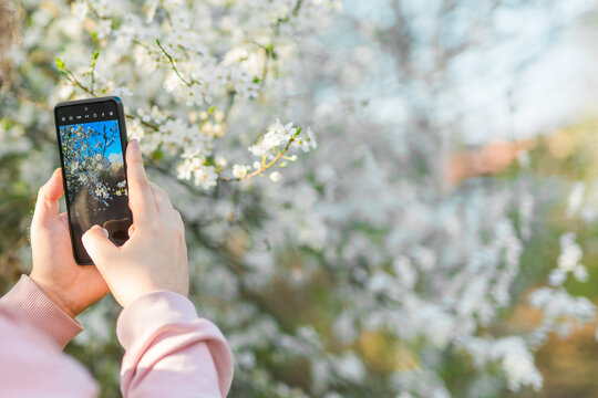 Person photographing flowering tree branches with smartphone during spring bloom. Mobile photography, seasonal exploration, technology interaction, outdoor creativity, documenting nature in blooming