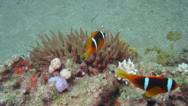 Vivid footage of Clark's Anemonefish in a sea anemone, showcasing its striking colors, white stripes, and yellow tail within a coral reef habitat.