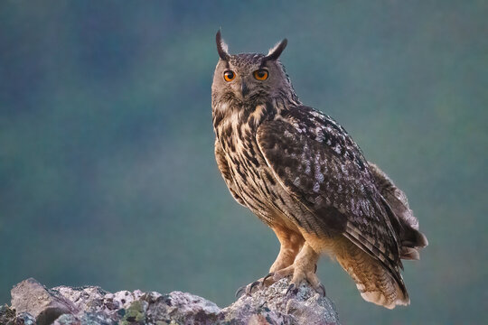 Eurasian eagle-owl (Bubo bubo)