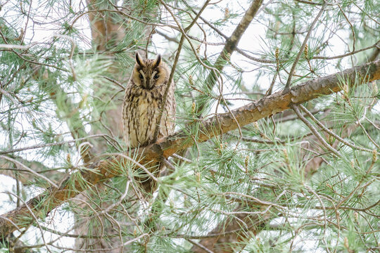 Long-eared owl (Asio otus)