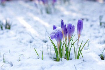 Ornamental purple crocus flowers covered with snow in spring time, flowering and unfolded blossoms of purple crocus in snow background, cold weather damages to floriculture concept