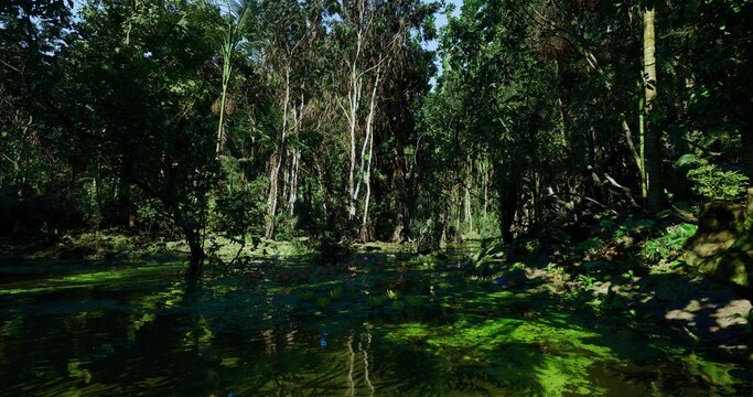 Low light mangrove with hanging vines and dusky shadows, cypress trunks rising from murky pools, mist hovering above algaecovered surface, cinematic mood