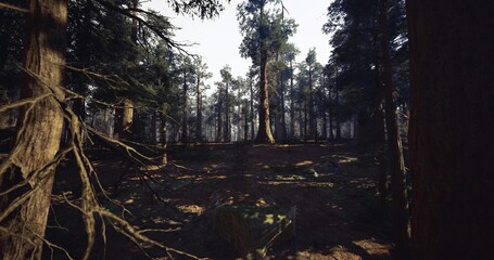 shadowed forest pathway with layered trunks and low underbrush, dim lighting creates contemplative vibe perfect for meditative walking, scouting or cinematic © icetray