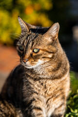 portrait macro close up detailed shot of short haired cat brown and black striped with bright green eyes sat atop stone wall ledge with foliage and ivy looking left at golden hour sunset in summer