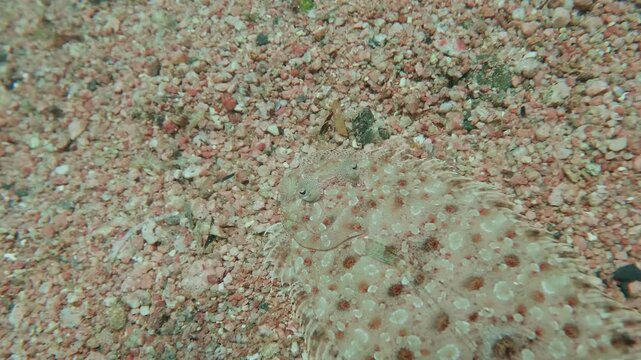 A camouflaged Bothus lunatus or Bothus pantherinus flounder rests on the ocean floor, almost invisible against the sand.