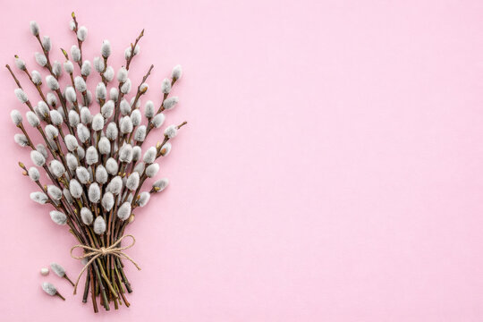 Fluffy pussy willow branches bouquet on a pastel pink background for greeting card design for Easter holiday, Palm Sunday, Women's day, 8 march