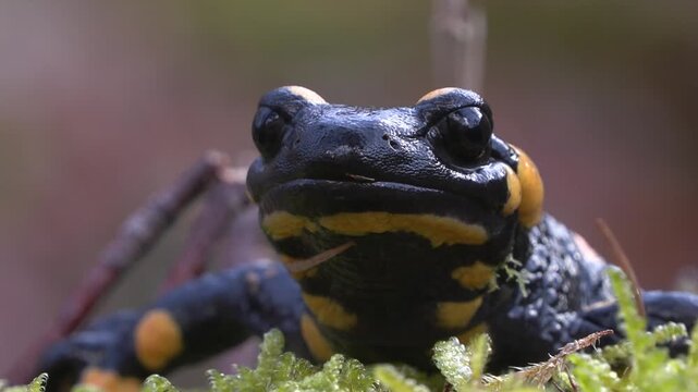 Fire salamander (Salamandra salamandra) in forest stream	