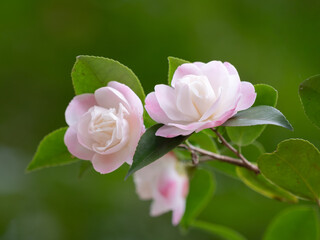 薄紅色の八重の椿