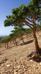 Fototapeta premium boswellia. A sparse grove of Boswellia trees on a dry hillside under a hot, shimmering sky. travel magazines, destination branding, designed for travel destination branding, used by PR specialists. 