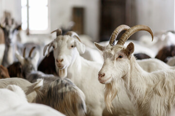 Goats standing in pen at indoor farm building