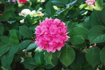 Fototapeta premium Pink hydrangea macrophylla flowers blooming for garden decoration and romantic floral concept