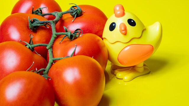 Tomate natural en rama con fondo amarillo y un pollito de juguete