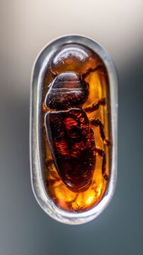 theosophy. An insect preserved inside a piece of amber with detailed texture. wildlife magazines, conservation campaigns, designed for eco-tourism storytelling, celebrates biodiversity.
