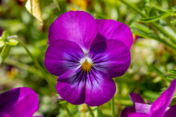 pansy flower