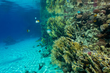 coral reef with fish © Globus 60