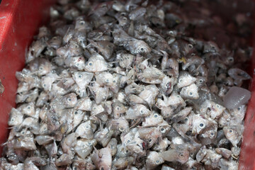 Canned fish factory, seafood manufacturing and processing. Pile of frozen fresh sea fish on ice. Workplace of workers for cleaning, washing, scrape off fish scales and cut open the belly to clean © amorn