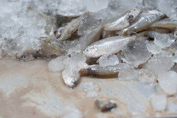 Canned fish factory, seafood manufacturing and processing. Pile of frozen fresh sea fish on ice. Workplace of workers for cleaning, washing, scrape off fish scales and cut open the belly to clean © amorn