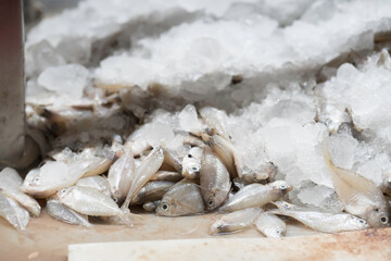 Canned fish factory, seafood manufacturing and processing. Pile of frozen fresh sea fish on ice. Workplace of workers for cleaning, washing, scrape off fish scales and cut open the belly to clean © amorn