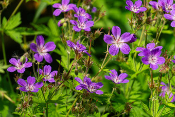 Mayflower, geranium sylvaticum, wood cranesbill