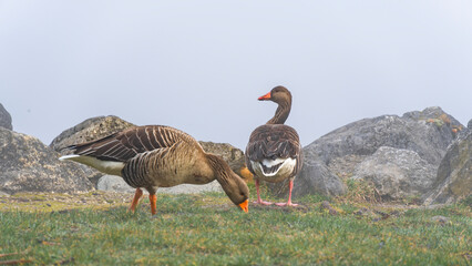 Wildgänse im Nebel am Ufer des Hallwilersee, wohin soll es gehen? Gänse fressen Gras und Würmer auf einer Wiese © Dieter