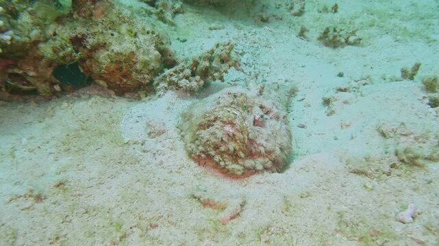 Deadly Reef Stonefish blends perfectly with the reef floor, its textured body hidden among sand and coral rubble in a tropical underwater setting.