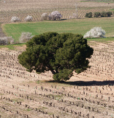 Fototapeta premium Lone Pine Tree in Vineyard Rows with Spring Blossoms in Background