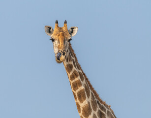 The head and Neck of a giraffe against a blue sky in Etosha National Park, Namibia, Africa © dvlcom