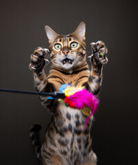 Fototapeta premium playful bengal cat raising paws with extended claws reaching for feather toy while playing wildly