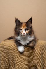 cute calico maine coon kitten lying on front, resting on a soft knitted blanket looking at camera curiously © furryfritz