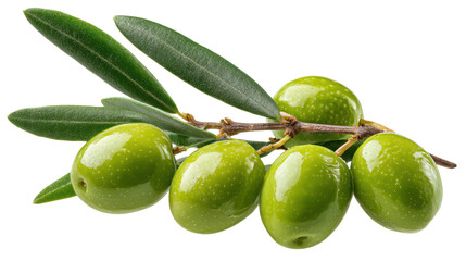 Obraz premium branch of olives and olive leaves isolated on white or transparent png