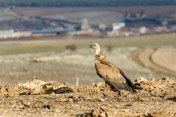 Fototapeta premium Griffon vulture (Gyps fulvus) standing on the ground near animal carcasses.