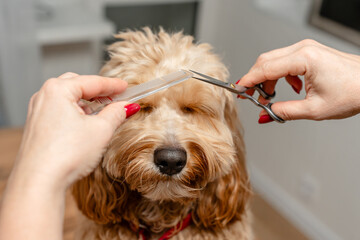 A woman cuts the fur on the face of a curly brown dog, grooming