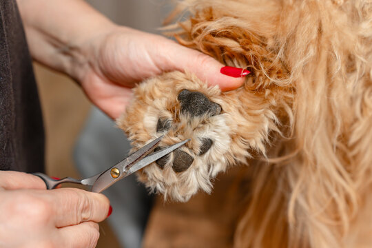 A woman cuts the fur on the paws of a curly brown dog, grooming