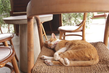 실내에서 햇살을 받으며 평온하고 아늑하게 낮잠을 자고 있는 귀여운 고양이의 클로즈업 사진
